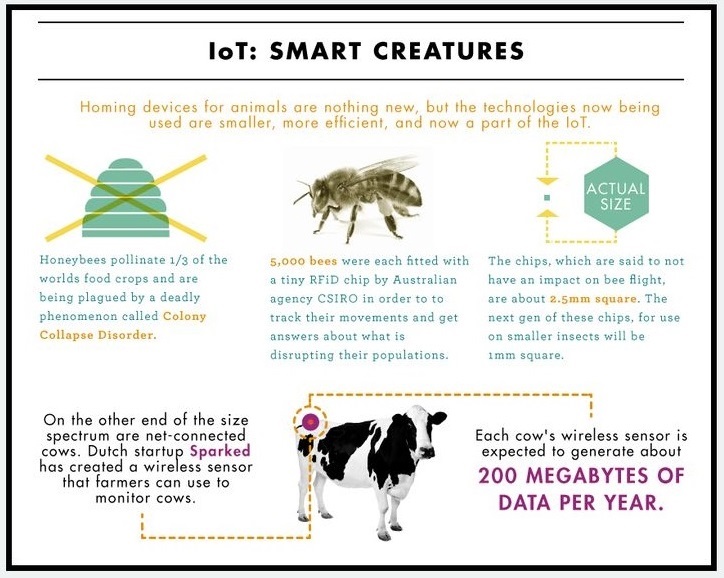 IoT Internet of Things Infographic 